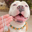 Colar Pets Lovers | Personalizável Foto